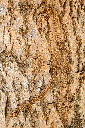bark tree