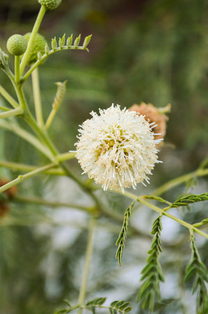 acacia tree in garden (Acacia auriculiformis Cunn)の写真素材