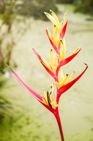 red and yellow heliconia stalk flower in gardenの写真素材