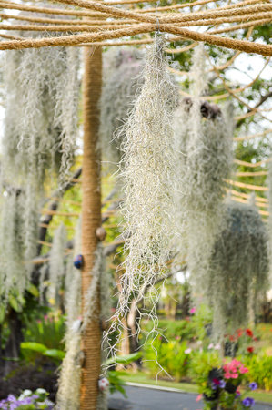 Spanish moss tree in gardenの写真素材