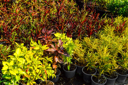 Croton tree in garden (Codiaeum variegatium )