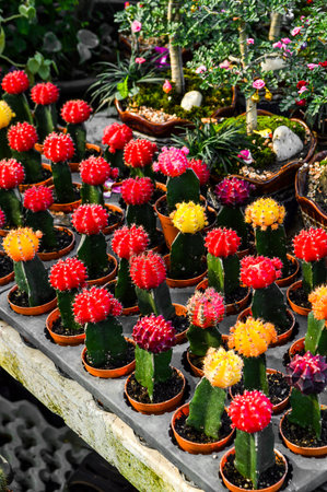 grafting cactus tree in gardenの写真素材