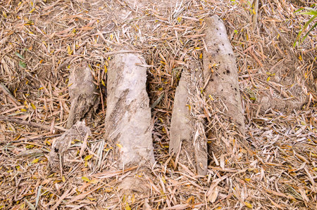 wood bridge in country gardenの写真素材