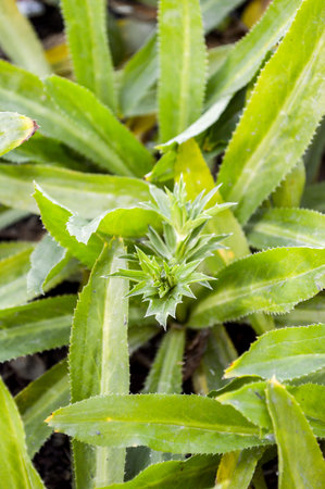 Culantro tree in garden (Eryngium foetidum L.)の写真素材