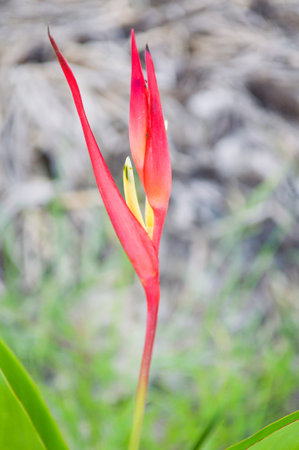 red and yellow heliconia stalk flower in gardenの写真素材