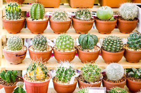 green cactus tree in garden