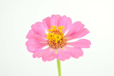 Zinnia flower on white background (Zinnia violacea Cav.)の写真素材