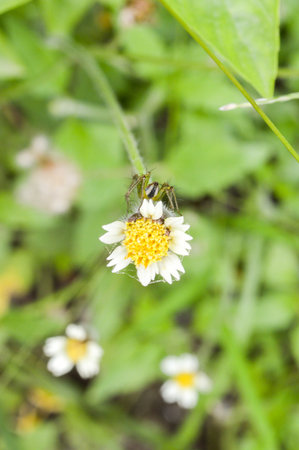 Coatbuttons flower in gardenの写真素材
