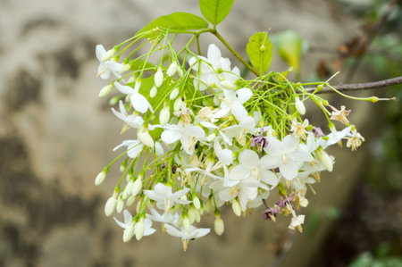 Wrightia religiosa Benth flower in gardenの写真素材