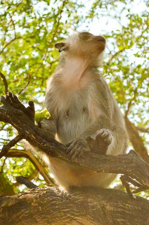 monkey