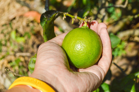 green lime on male handの写真素材