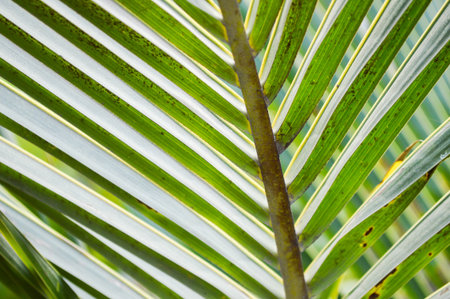 green coconut leavesの写真素材