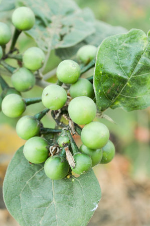 Turkey berryの写真素材