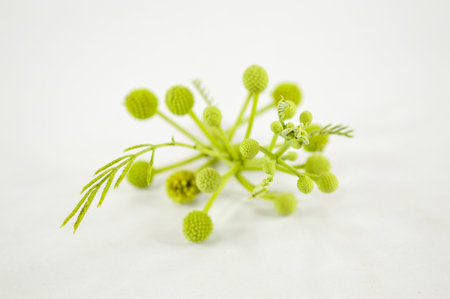 acacia tree on white backgroundの写真素材