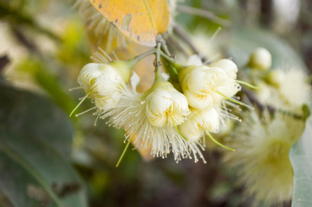 rose apple flower in gardenの写真素材