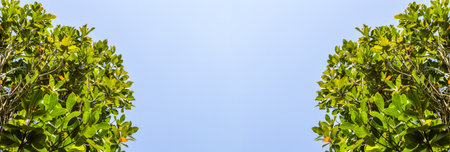 g&#3656;reen jackfruit leaves on blue skyの写真素材