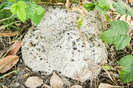 anthill in garden