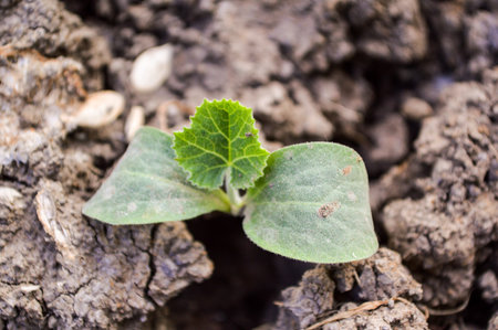 green sprout on the groundの写真素材