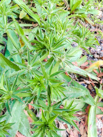 Culantro tree in garden (Eryngium foetidum L.)の写真素材