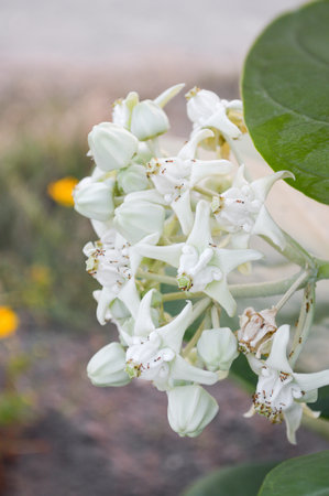white Crown Flower in garden (Calotropis gigantea)の写真素材