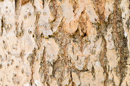 brown bark tree