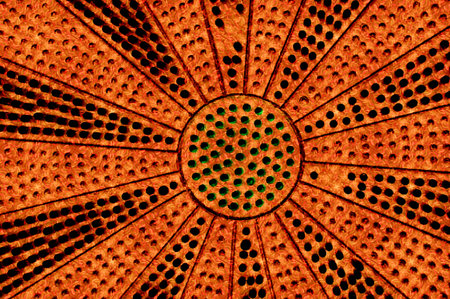 Dart Board textureの写真素材