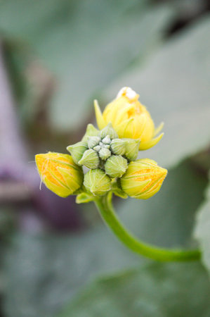 Sponge Gourd flower in garden (Luffa cylindrica)の写真素材
