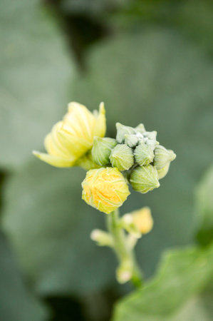 Sponge Gourd flower in garden (Luffa cylindrica)の写真素材
