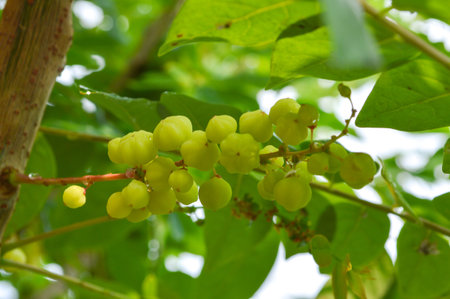 star gooseberry in gardenの写真素材