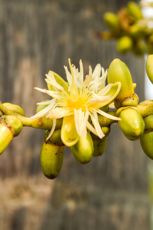 green seed palm tree in gardenの写真素材