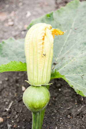 pumpkin flower in gardenの写真素材