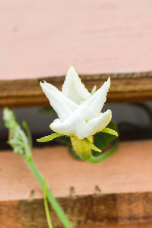 white Bottle gourd flower (Lagenaria siceraria)の写真素材