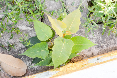 Ficus religiosa tree in gardenの写真素材