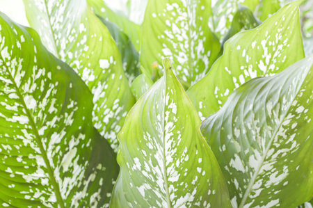 green Dieffenbachia leaves in garden