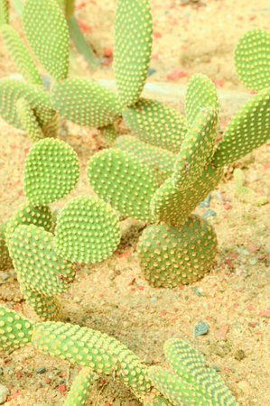 green cactus tree in gardenの写真素材