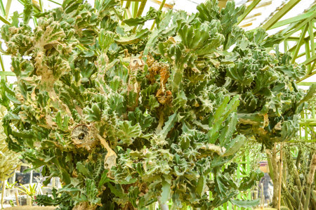 cactus tree in gardenの写真素材