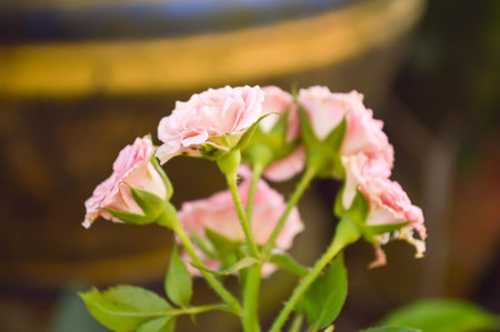 pink rose flower in gardenの写真素材