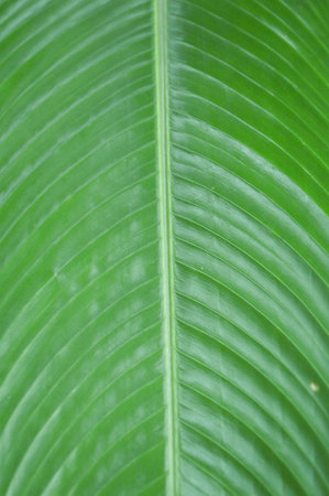 green canna leaves