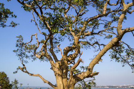 big tree and abstract branch in gardenの写真素材