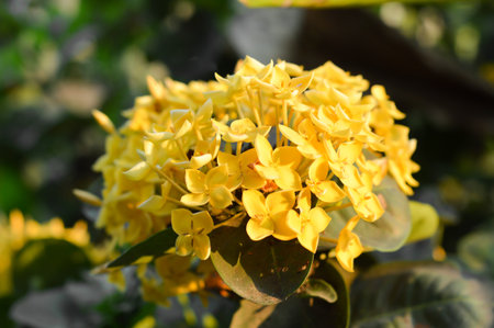 Yellow ixora flower in gardenの写真素材