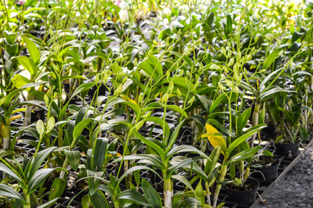 orchid flower in gardenの写真素材