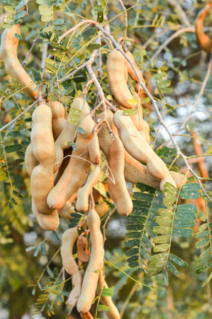 tamarind tree in garden (Tamarindus indica tree)の写真素材