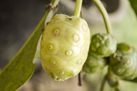 green Beach mulberry in garden (Morinda citrifolia L)の写真素材