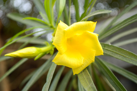 Yellow oleander flower in gardenの写真素材