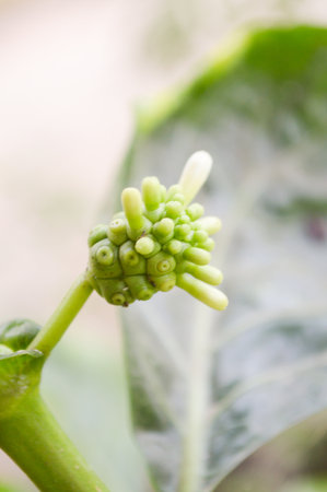 green Beach mulberry in garden (Morinda citrifolia L)の写真素材