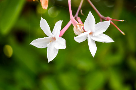 white karonda flower in garden (Carissa carandas L.)の写真素材