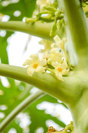 papaya flower in gardenの写真素材