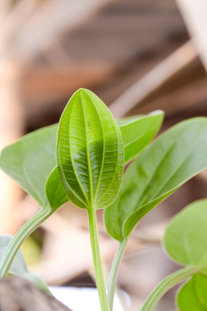 green Burhead leaves in garden