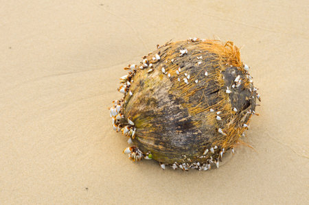 dry coconut on the sand beach