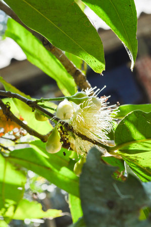 rose apple flower in garden